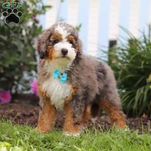 Adrian, Mini Bernedoodle Puppy